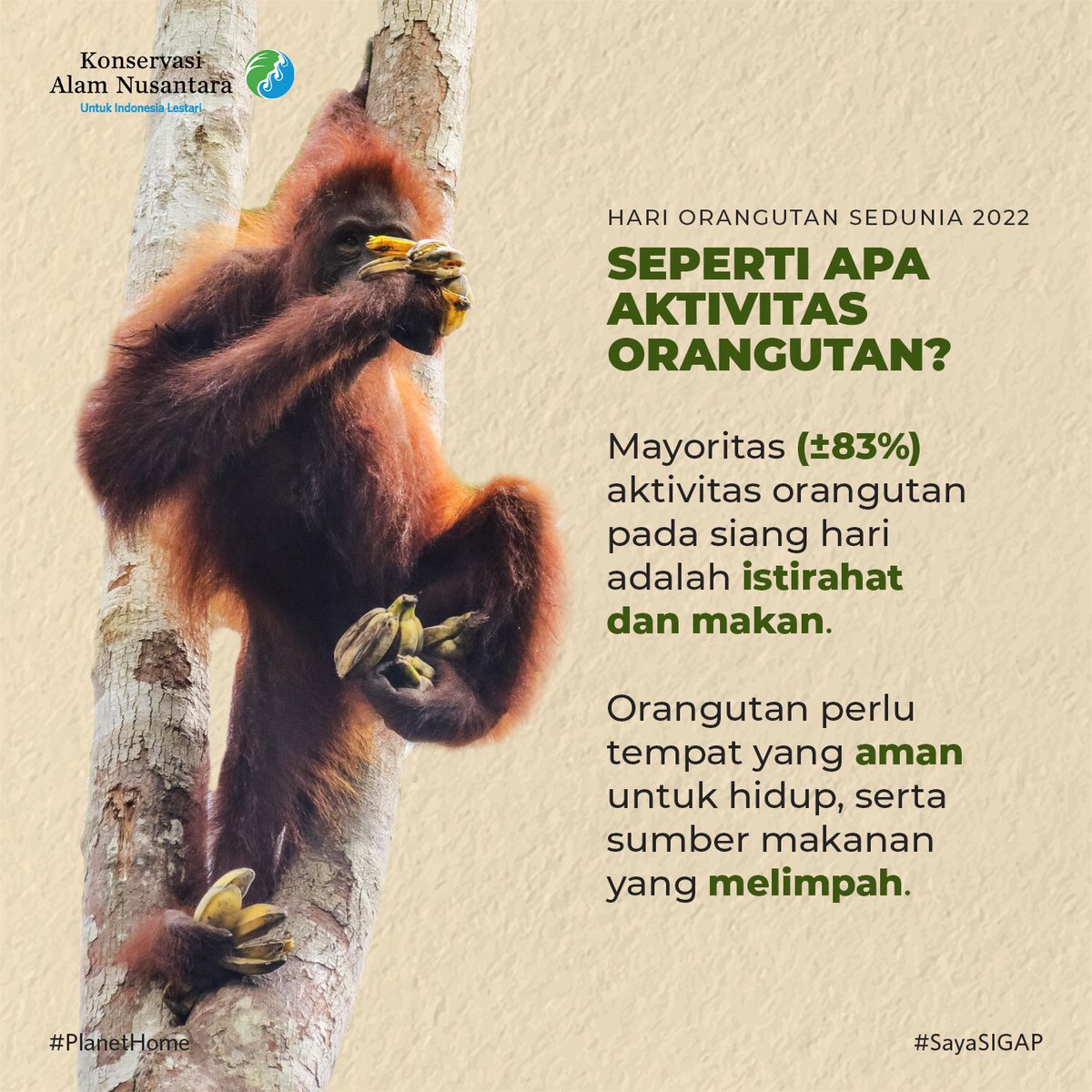 ykan_id's tweet photo. Selamat Hari Orangutan Sedunia!
Tahu gak sih, orangutan menghabiskan mayoritas waktunya untuk beristirahat di siang hari?
Hayo, mirip siapa?😜
#HariOrangutanSedunia
#sayaSIGAP
#PlanetHome
#CeritaPongo
#YKAN https://t.co/J2RUOCp3Ji
