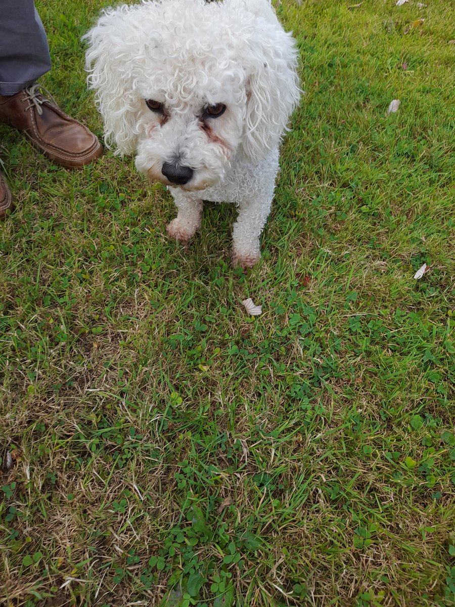janeymcd23's tweet photo. Guy just called to my home to help find the owner of this wee pet. Vet says he is microchipped but no name with it? He is male, has a red collar on and is very friendly. Found on the Dublin Rd., #Thomastown #Kilkenny #LostDog #FindMyOwner #MissingPet
Please share xx https://t.co/m04MAeMBQ9