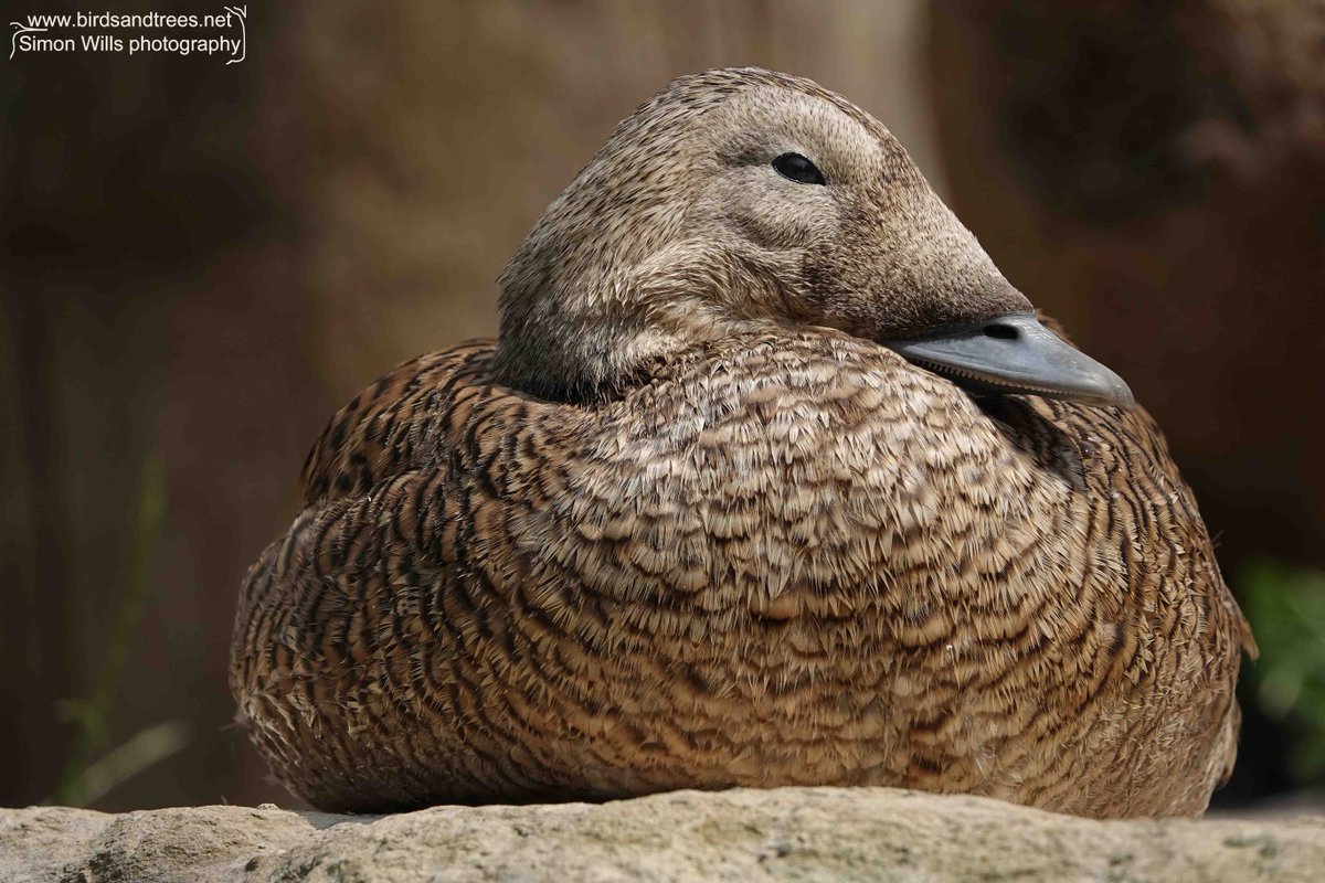 I love the gentle 'cooing' sounds that eider species make. This one is a female Spectacled Eider, snoozing in the sun. #birdtonic