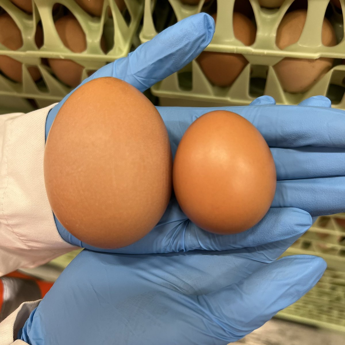 Chippindale Foods (@expertsineggs) on Twitter photo Fun Fact Friday - Did you know that a pullet egg has the same amount of shell as a large egg? #eggfact #eggs Fun Fact Friday - Did you know that a pullet egg has the same amount of shell as a large egg? #eggfact #eggs
