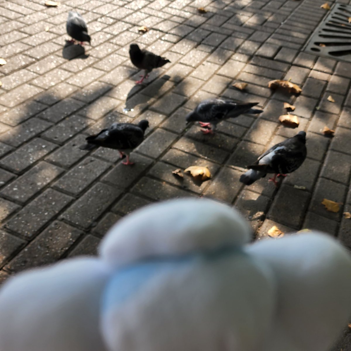 Faye at Worlds #poketravel tweet media