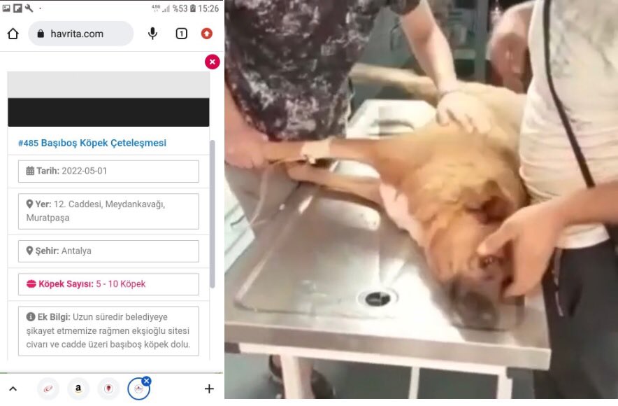 Canlıları işaretleyip, yok olmalarına sebep olan eli kanlı site #havritakapatılsın !