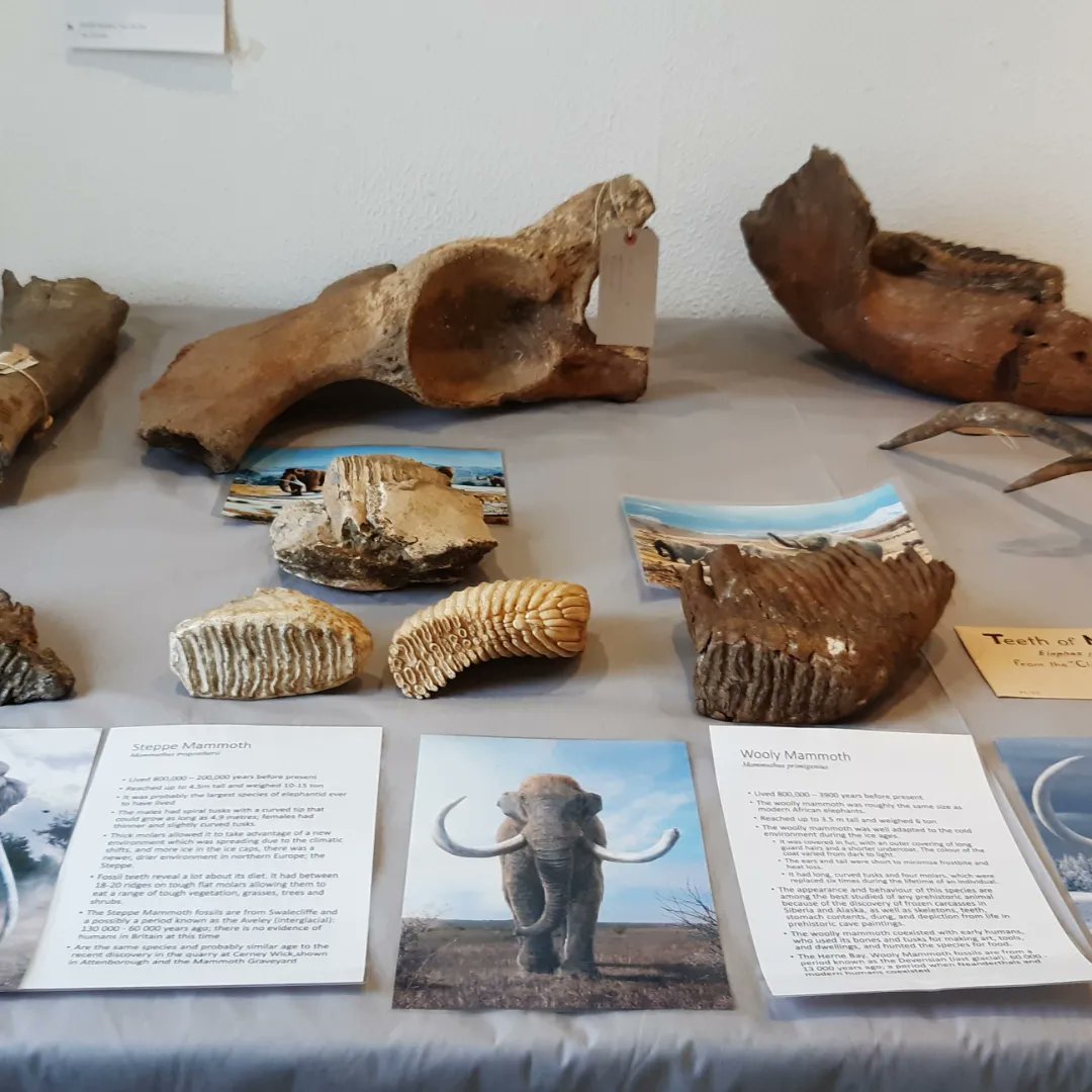 Join us for People and Beasts of the Ice Ages - Flints and Fossils day, Saturday 20 August, 11am-4pm. Handle prehistoric tools and experiment using replicas. See Flints and Fossils that are usually in storage.
#HerneBayFestival2022 #CommunityMuseum #FlintsandFossils