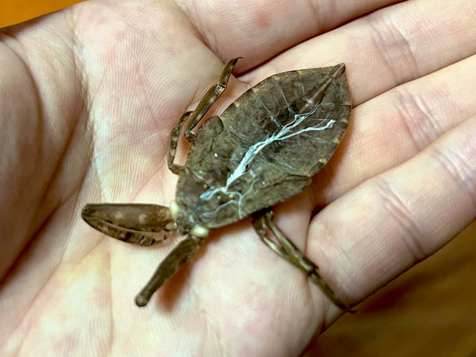 タガメ、ほんとに脱皮して成虫になってました〜〜〜ッッ!!!!!!感動!!カッコいい… 