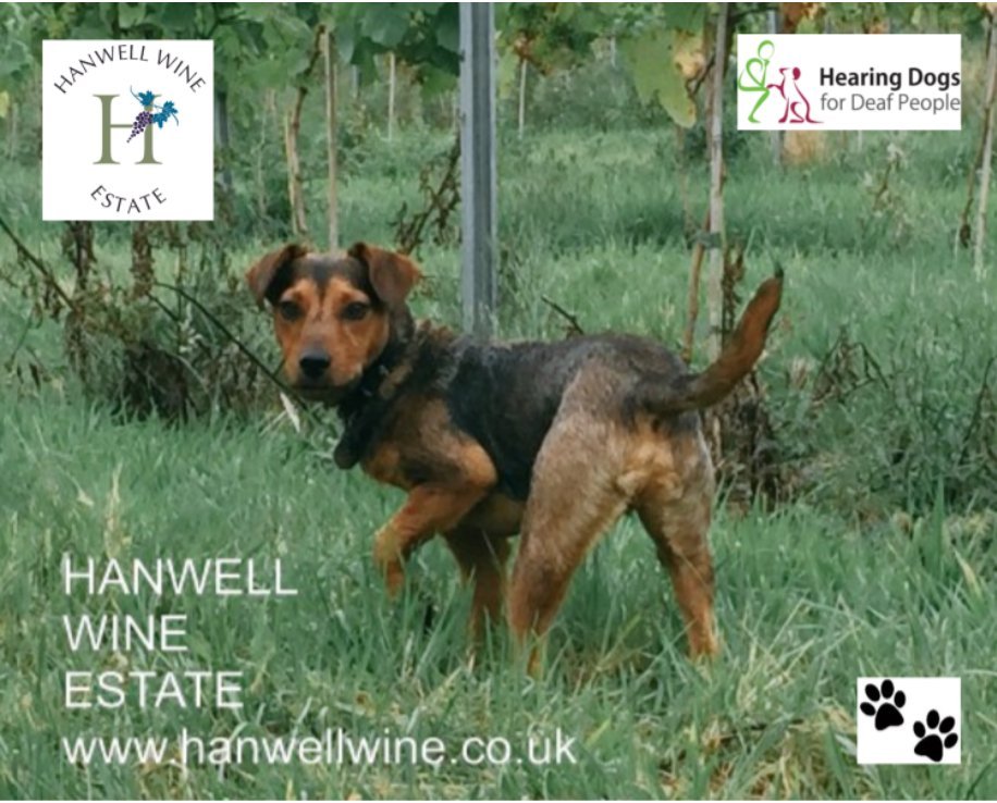 Live in #Nottinghamshire &amp; fancy something a little different? Join <a href="/HanwellWine/">Hanwell Wine Estate</a> Woofs &amp; Wine Walk Sun 18th Sept % ticket price supporting <a href="/HearingDogs/">Hearing Dogs for Deaf People</a> 
Wine is involved so adults only - but dogs are also welcome - obviously!!
hanwellwine.co.uk/product/woofs-…