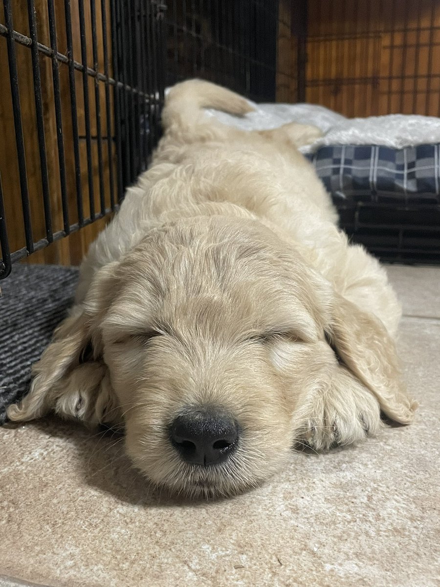 __amandq's tweet photo. Our family grew by 4 paws yesterday! Introducing Benji❤️ https://t.co/w7rM83VF4a