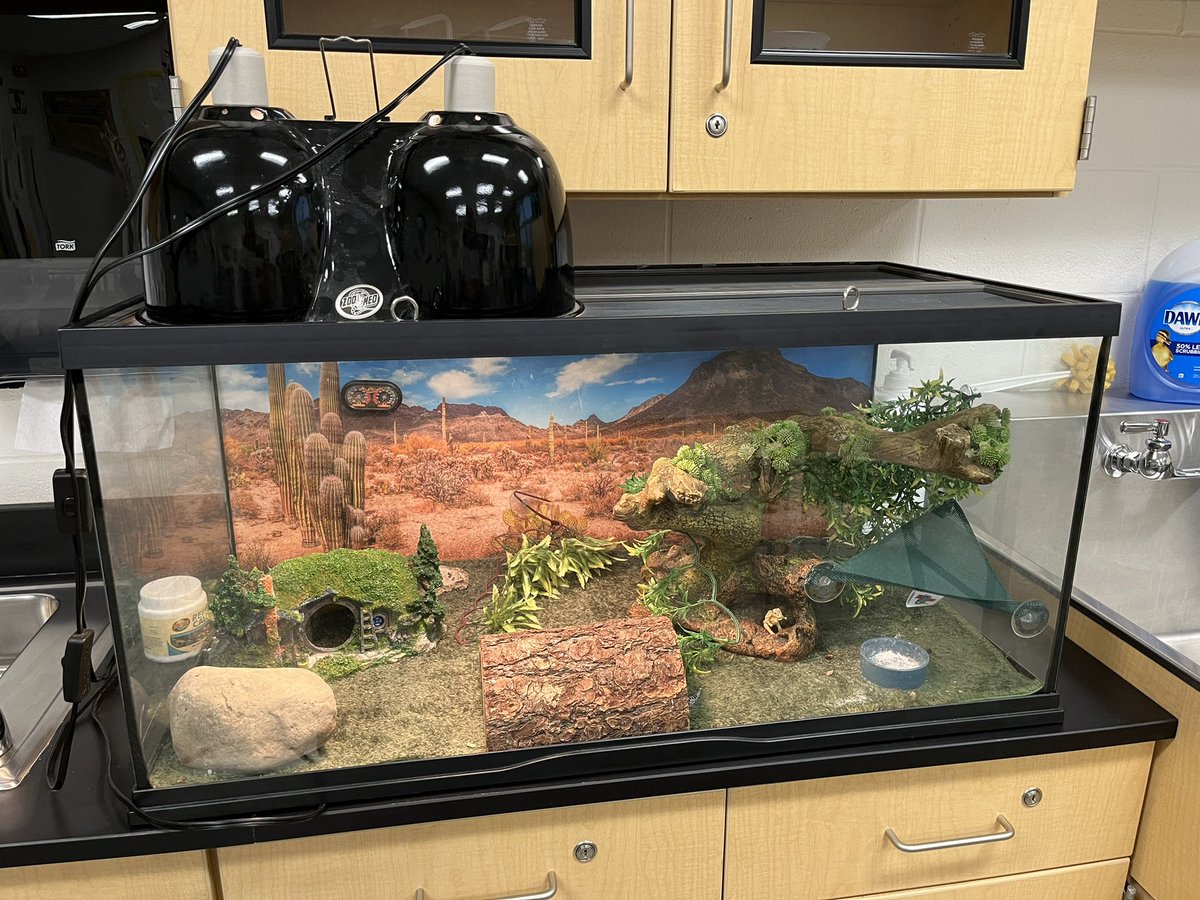 HaleyEaton20's tweet photo. I hired a student to take my gecko over the summer because he loves him. He walks in yesterday with a giant new tank and says “I made some minor upgrades” I love my kiddos #WeGetTo #WeAreNorthwood https://t.co/Fl3T4a8WqK