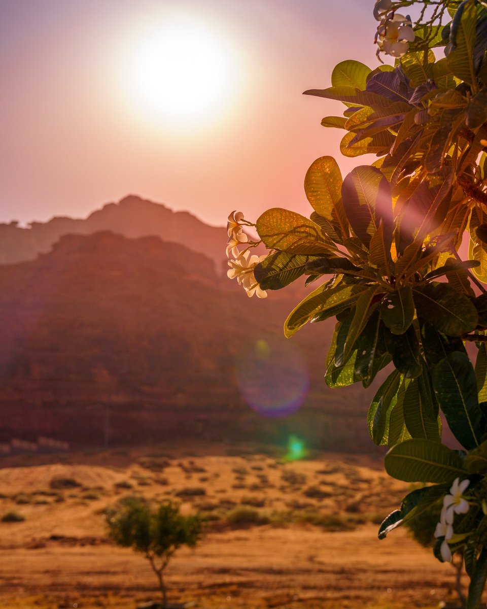 ExperienceAlUla's tweet photo. The sun bathes #AlUla in a beautiful light, bringing the rich colours of the stunning desert landscapes to life.
Are you more sunset or sunrise? Let us know in the comments below 👇
📷 ilmelnik, Photographer
#ExperienceAlUla #AlUlaExplorers https://t.co/7yTw136r4E