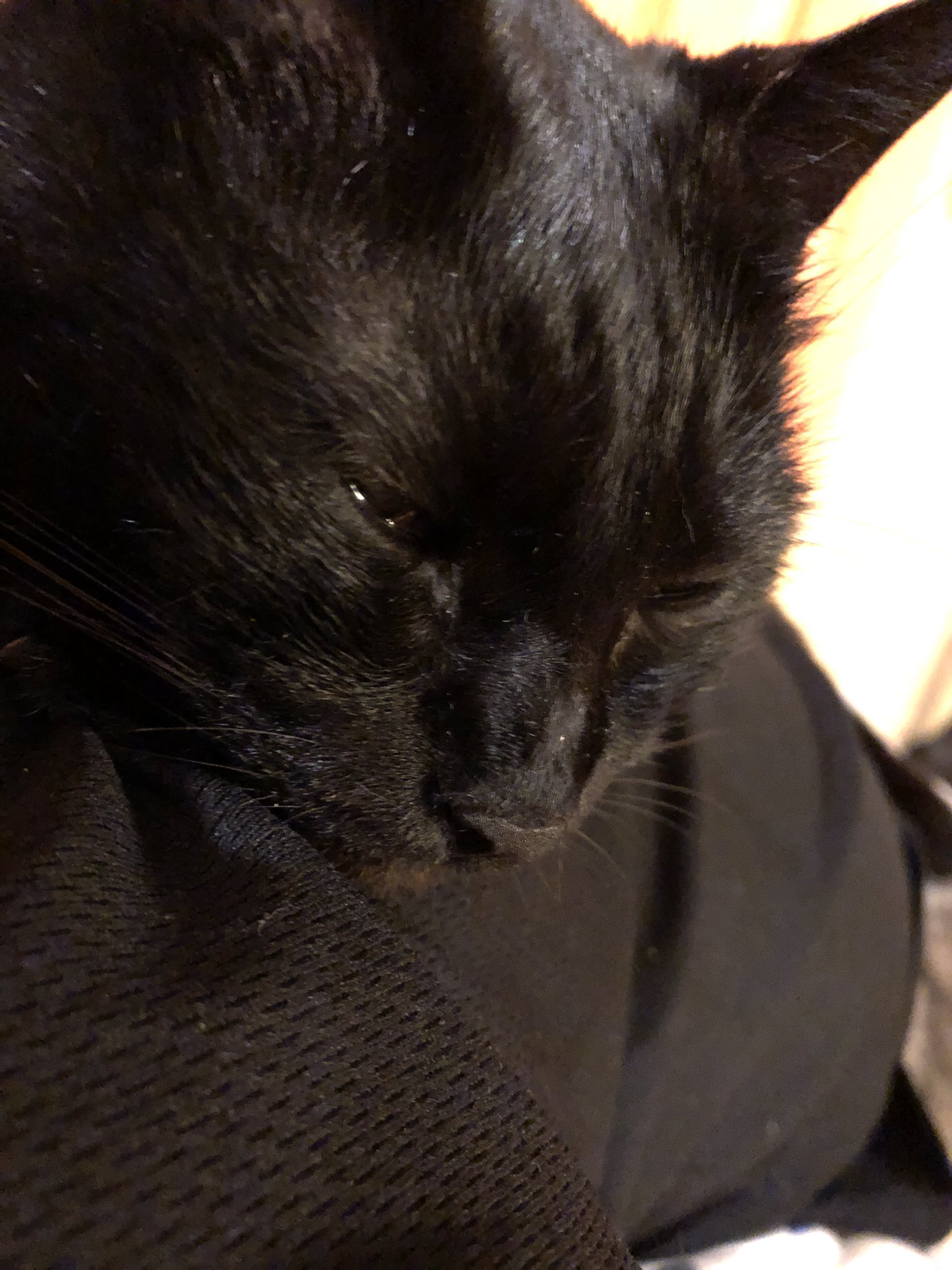 𝓢𝓔𝓐 Atomos 半目開けたまま寝てる 黒猫 猫 Blackcat Cat T Co X0dvwurhl0 Twitter