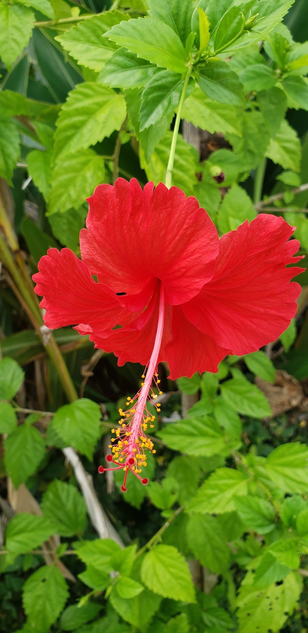 綺麗な花 Twitter Search Twitter