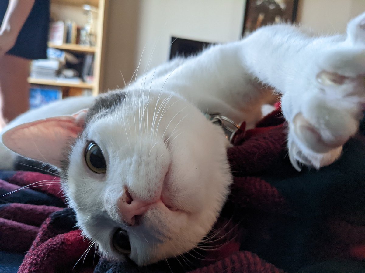 jmona789's tweet photo. @hasanthehun My cat Brewster approves of this revelation. https://t.co/nE4xqrlvO7