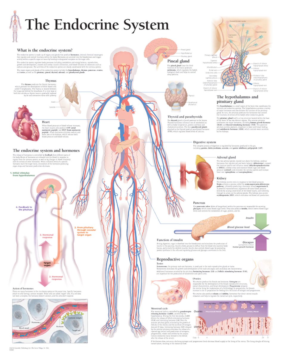 Wellzio's tweet photo. The Endocrine System
#Endocrinology #Endocrine #hormones #thyroid #diabetes #Adrenal #EndoTwitter #meded #MedTwitter  #FOAMed #INNOMed #BJHM https://t.co/QvkwjDnfm2