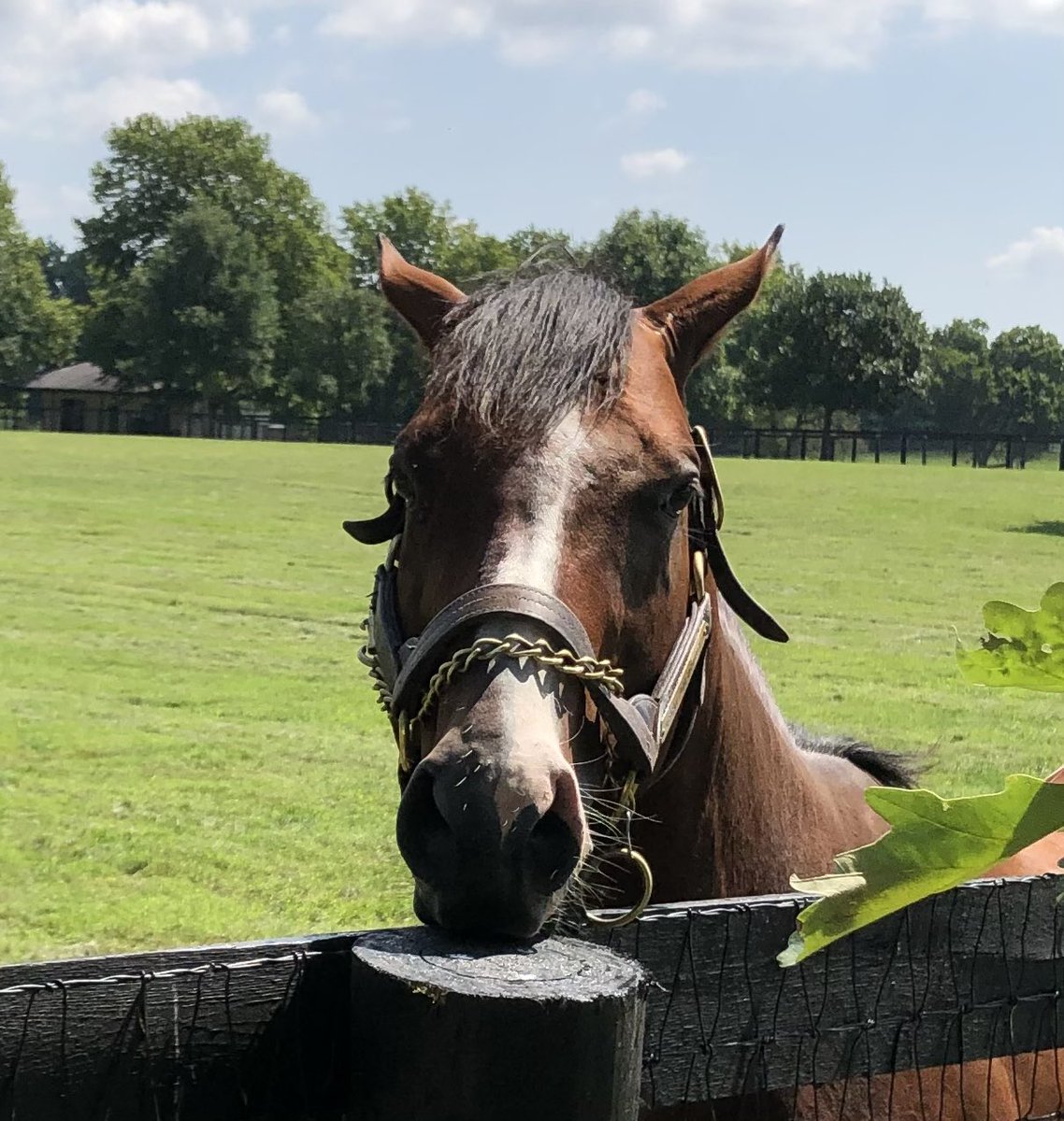 JackpotNick's tweet photo. Has the run of the place😉 #OscarPerformance has a huge paddock at historic #MillRidge - handsome 👿 devil! https://t.co/fIhrejKYnW