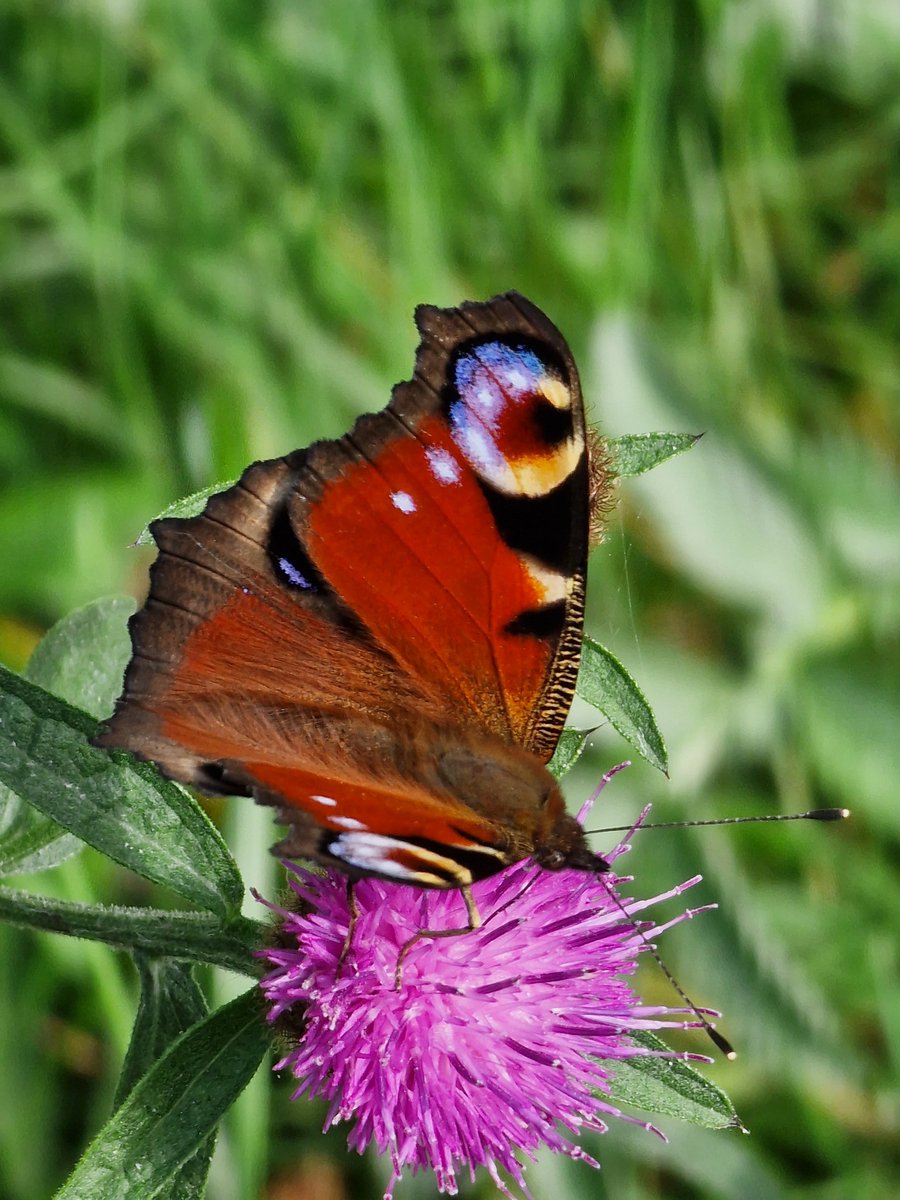 Dr Richa Marwaha tweet media