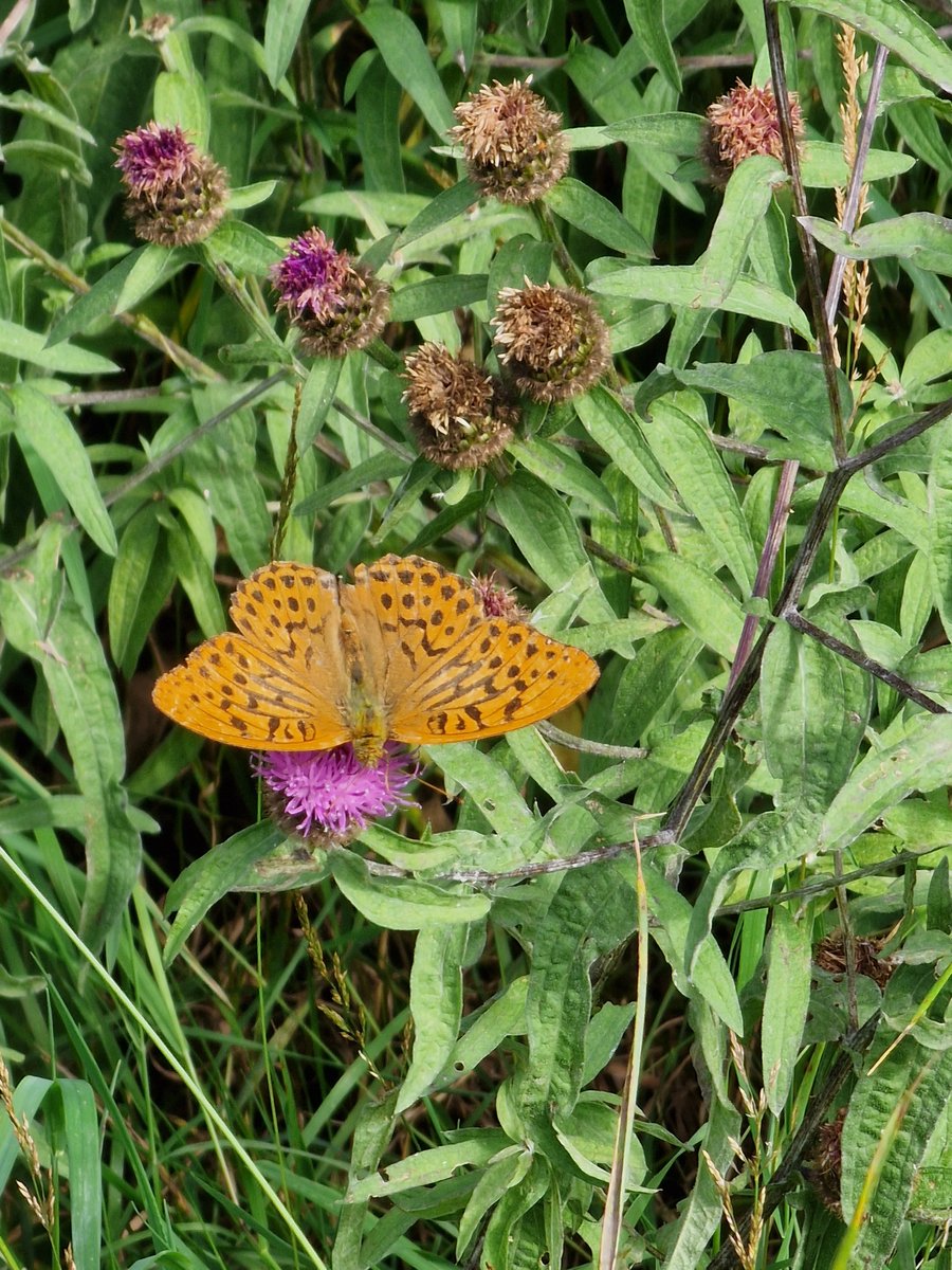 Dr Richa Marwaha tweet media