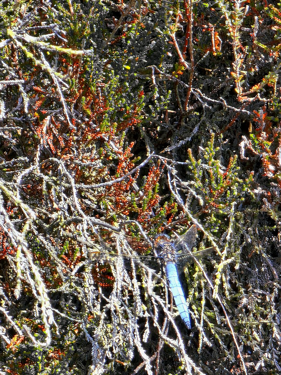 Dr Richa Marwaha tweet media