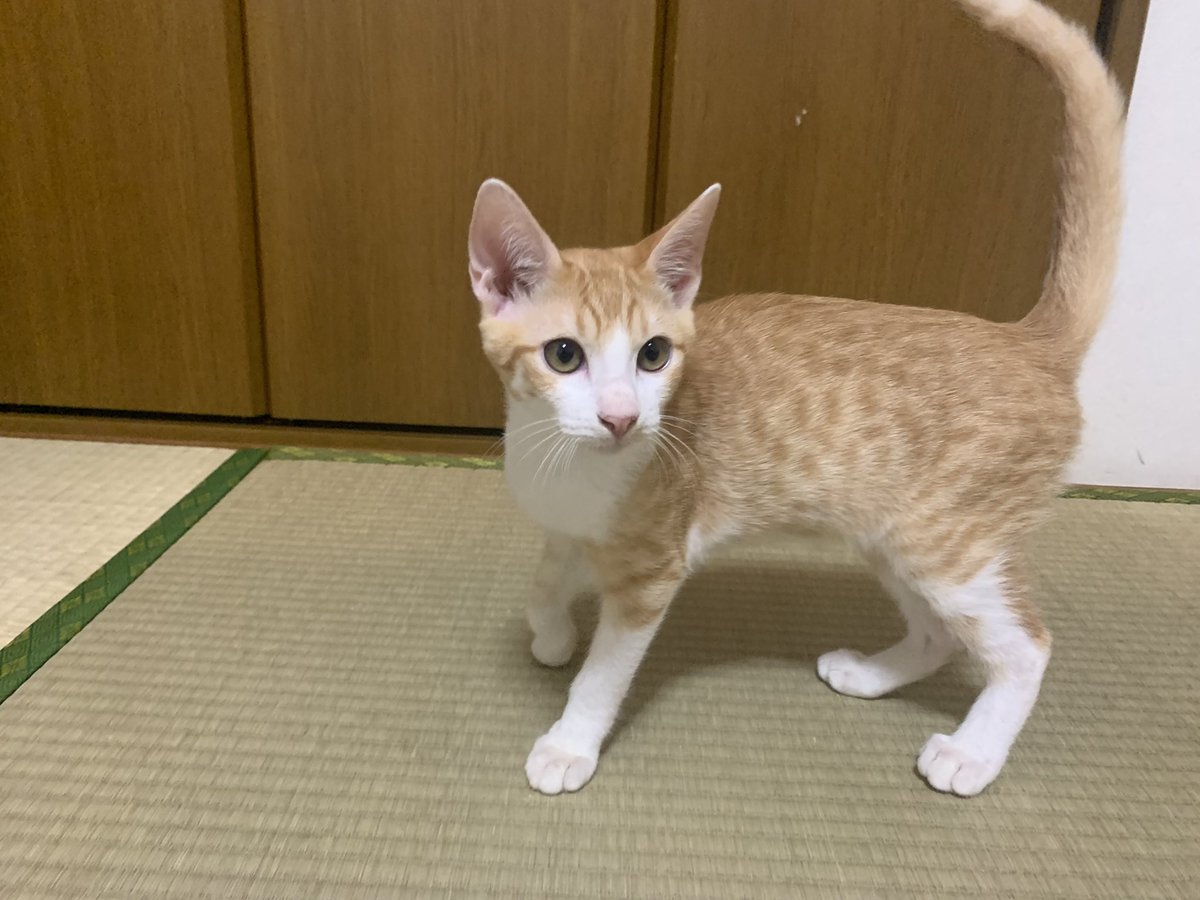 amis2_s2's tweet photo. 茶色猫ちゃん🐈
里親決まりました💞
幸せになってね
#沖縄里親募集  #沖縄里親  #沖縄里親猫 
 #沖縄猫  #沖縄保護猫  #里親 
 #里親募集  #猫ちゃん  #猫  #cat 
 #okinawa  #沖縄  #おきなわ 
 #あと4匹まってます https://t.co/LjxG8eCv9q