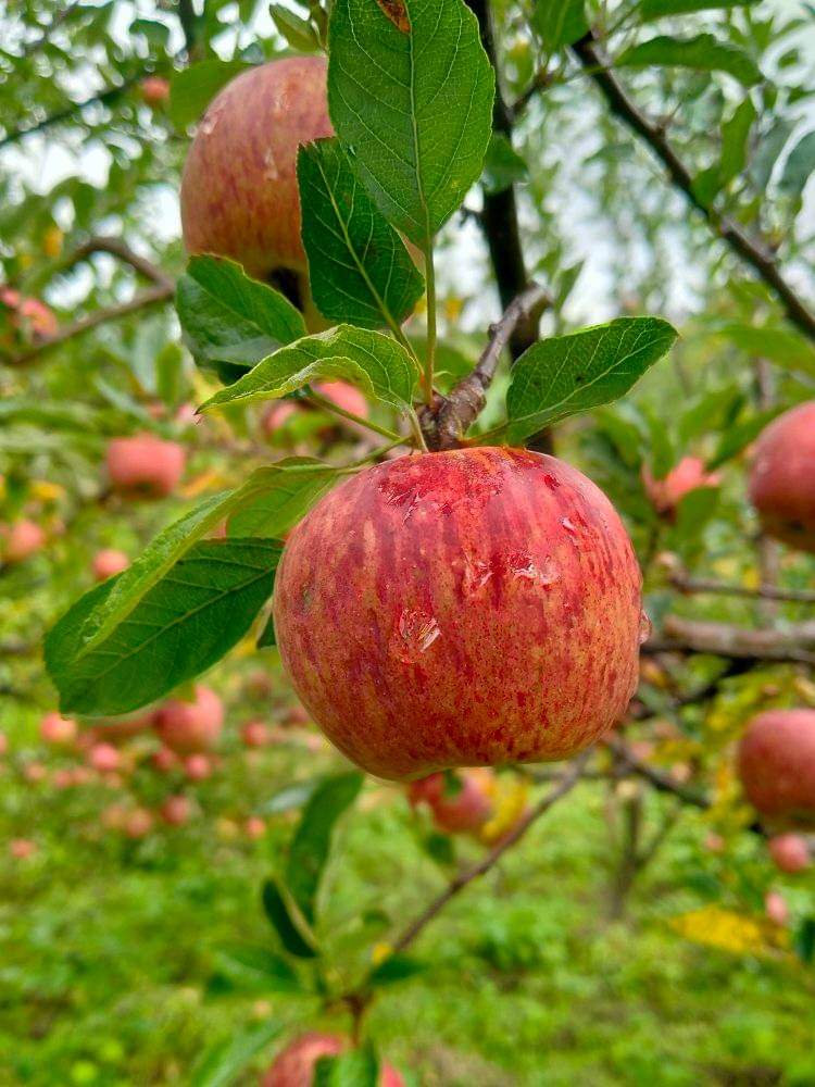 MadhavPyakurel's tweet photo. आफ्नै बारीको अर्गानिक स्याउ  🍎 🍏 https://t.co/fqj8owv40F