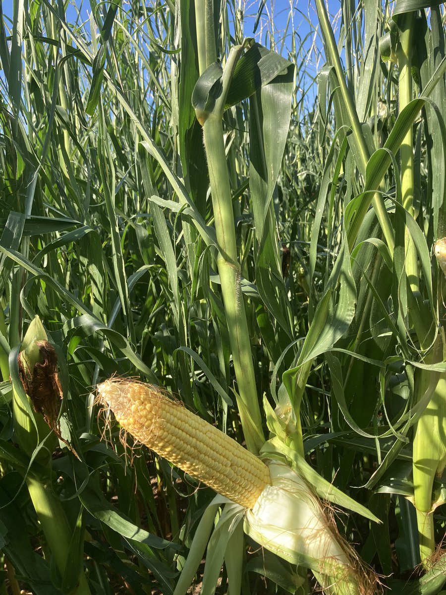 Some isolated hail damage in Norfolk County Wednesday evening.  Producer applied fungicide Thursday in attempt to retain as much green as possible for as long as possible.  Will be interesting to see how this turns out. Was / is a big potential yield.