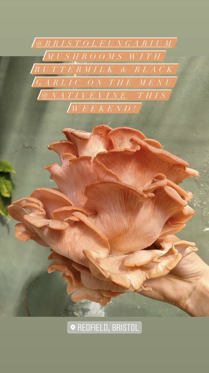 Book your table <a href="/bristol_vine/">Native Vine</a> now! dishcult.com/restaurant/nat… 
•
#nativevine #redfield #bristolfungarium #naturalwine #winebar #bristolfoodie #bristolwine