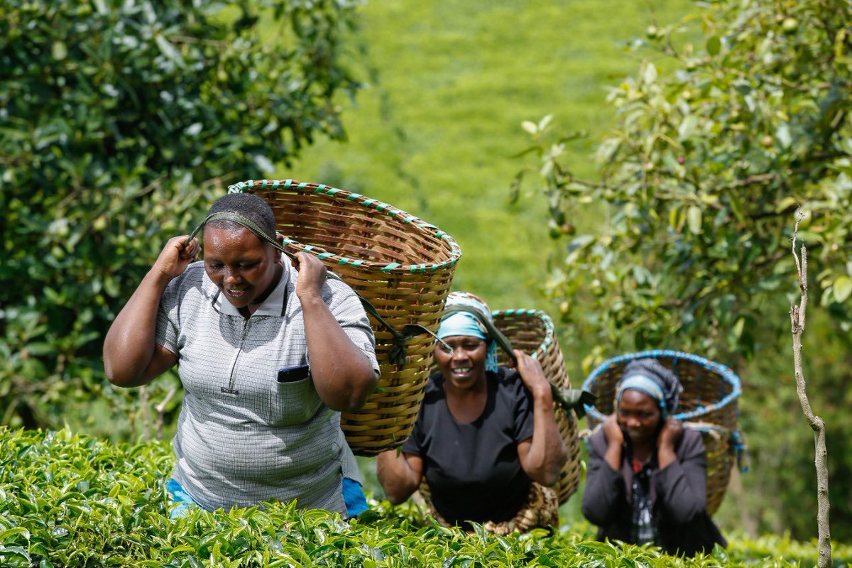 SafaricomPLC's tweet photo. This #WorldPhotographyDay, we celebrate our team of photographers at @tekproductions who continue to bring beautiful moments to life from behind the lens 📸 #Tuinuane https://t.co/KpyzEbxpqZ