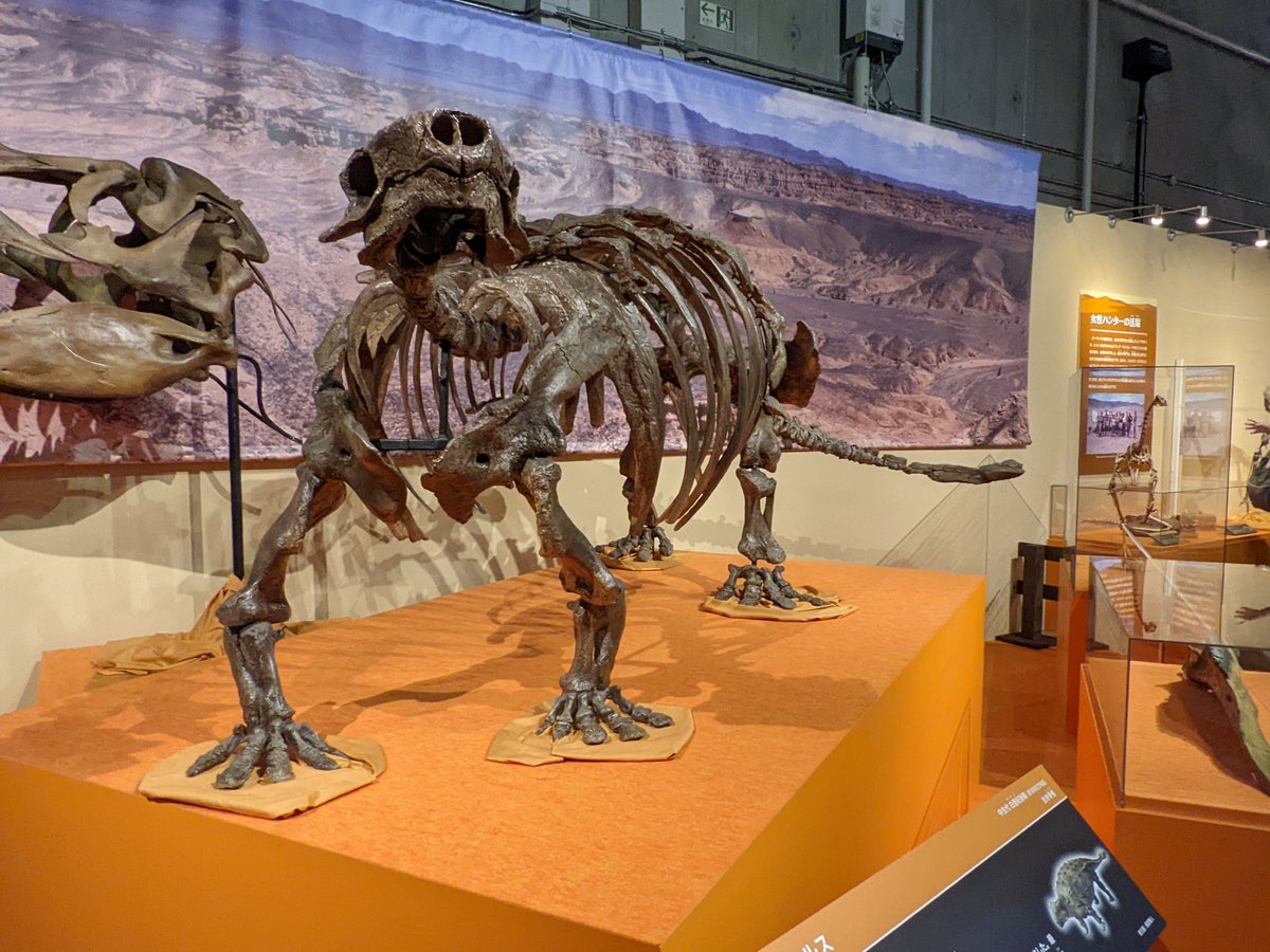 bQtnfeCc00qxFsG's tweet photo. 国立科学博物館開催「化石ハンター展」のタラルルス全身骨格レプリカです。
モンゴルにいたアンキロサウルスの仲間ですね。
Youtube:https://t.co/36kJC1rpZp
ブログ:https://t.co/vQRhGhfYkZ
#タラルルス #Talarurus #化石ハンター展 #国立科学博物館 #恐竜 #金曜だから化石貼る #FossilFriday https://t.co/UOafH7SgvM