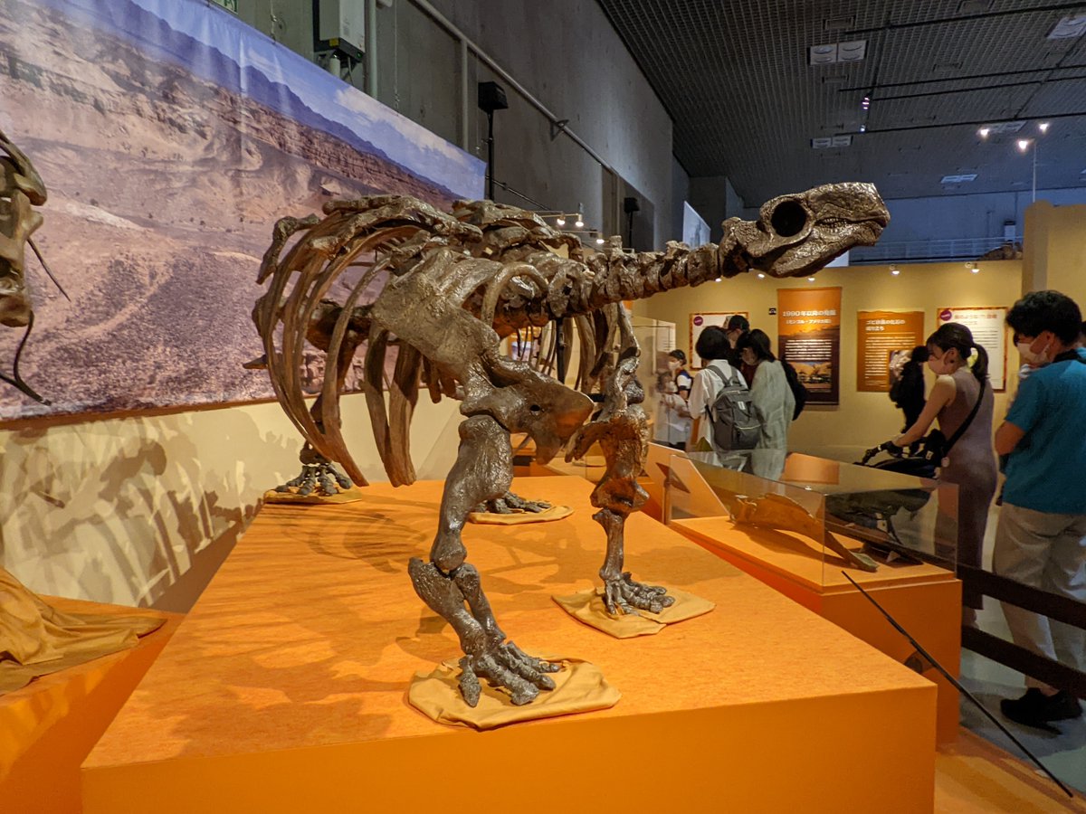 bQtnfeCc00qxFsG's tweet photo. 国立科学博物館開催「化石ハンター展」のタラルルス全身骨格レプリカです。
モンゴルにいたアンキロサウルスの仲間ですね。
Youtube:https://t.co/36kJC1rpZp
ブログ:https://t.co/vQRhGhfYkZ
#タラルルス #Talarurus #化石ハンター展 #国立科学博物館 #恐竜 #金曜だから化石貼る #FossilFriday https://t.co/UOafH7SgvM