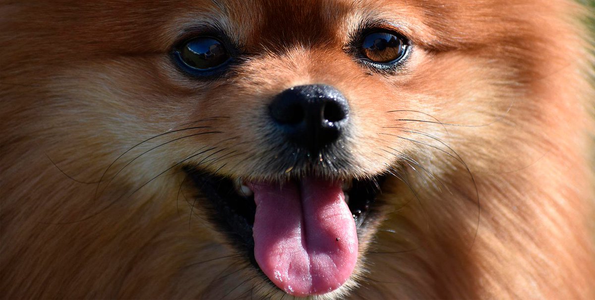 PetsonicFR's tweet photo. Saviez-vous que trois chiens ont survécu au naufrage du Titanic? Ils étaient en première classe et ce sont deux Poméraniens et un Pékinois qui ont été secourus. Étonnante! 🐶🚢⚓️

#doglover #animauxdroles #dogsofinsta https://t.co/pSo1ZAy3B5