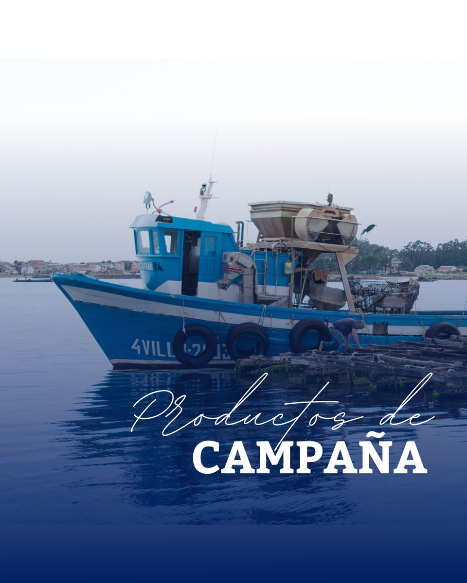 Dentro de muy poco comenzará la campaña de marisqueo en las Rías Gallegas. Las mariscadoras preparan sus "rejos" y rastrillos para capturar esas auténticas joyas que albergan sus aguas, Berberechos y Almejas, iniciaran la campaña.