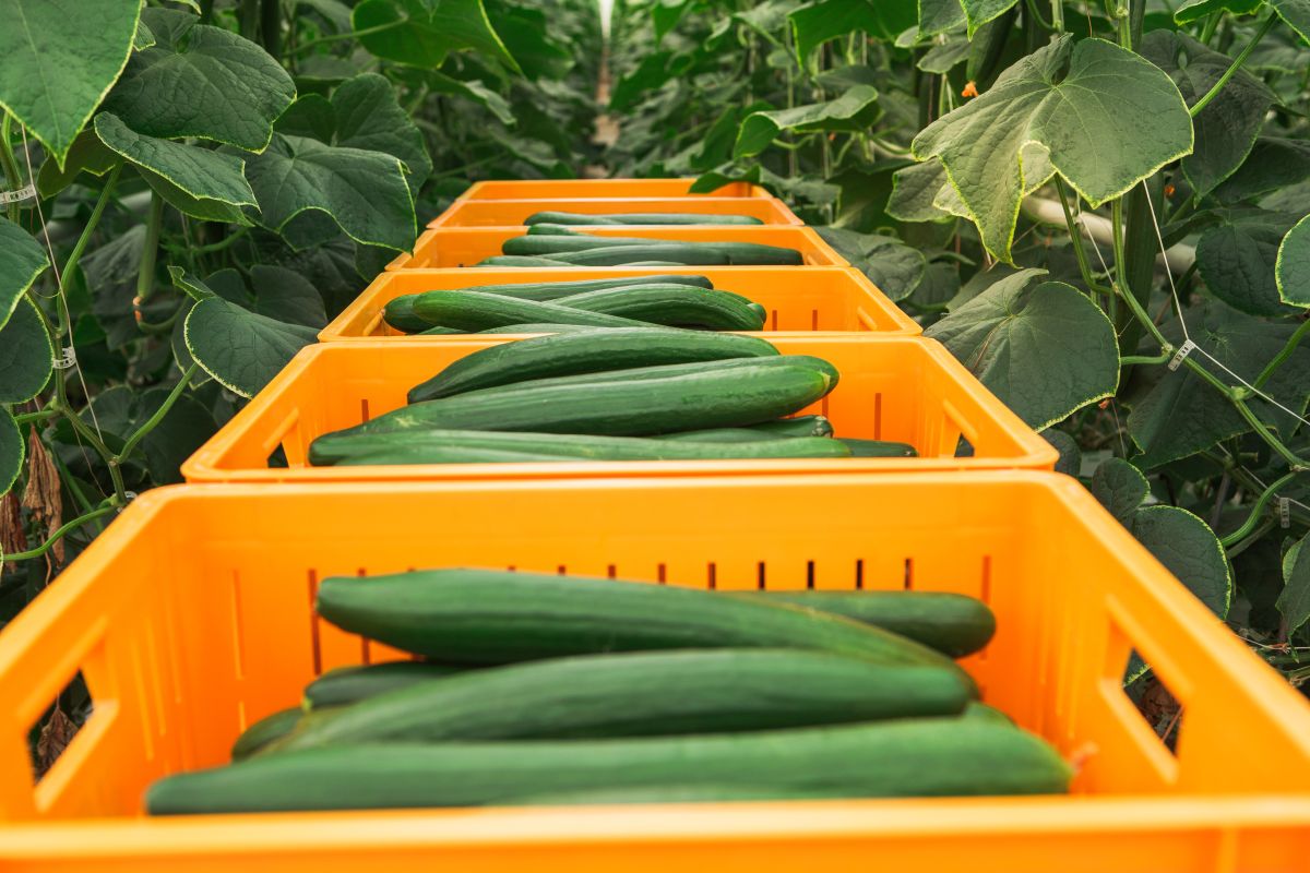 Ontario Greenhouse Vegetable Growers (OGVG) tweet media