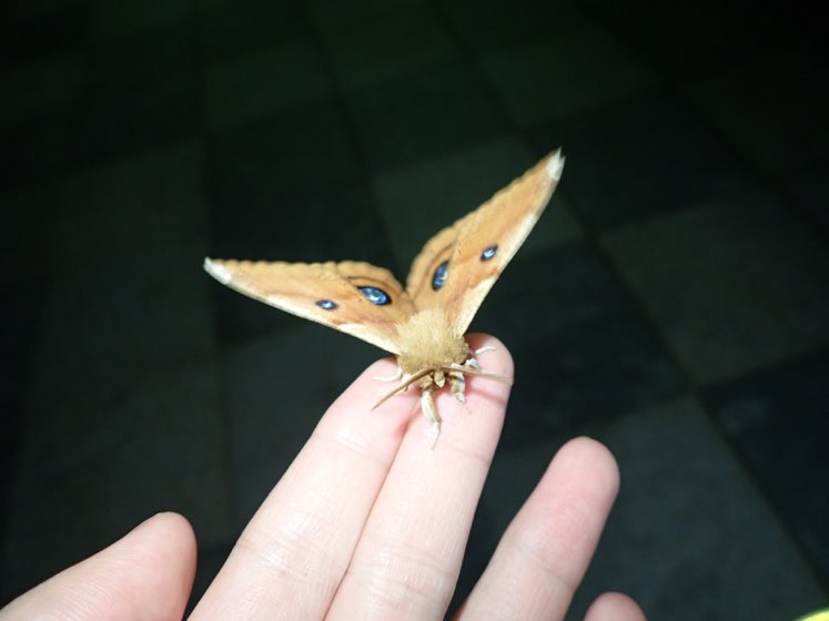 Daily Moths (@moths_daily) on Twitter photo 