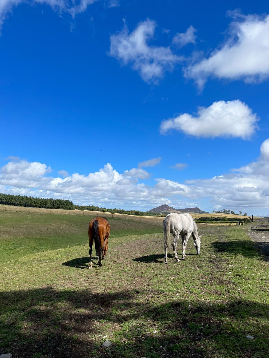 ColtherdRacing's tweet photo. A paddock with a view ๐๐
#eildonhills #scottishborders #views #viewsfordays #paddockview https://t.co/o6FN0ECCLg