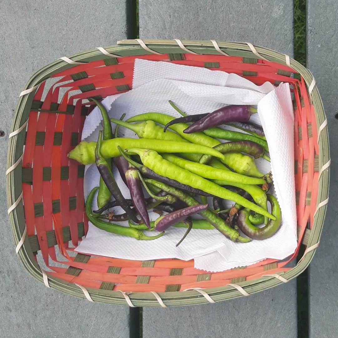SonairteOFN's tweet photo. Drop into us today for some freshly harvested organic fruit and veg.
Why bother with food that has travelled miles to get here and is flavourless!
Shop local and taste the difference local food can being to your meals.
#shoplocal #zeroairmiles #freshlyharvested #organic https://t.co/H3gT8qilty