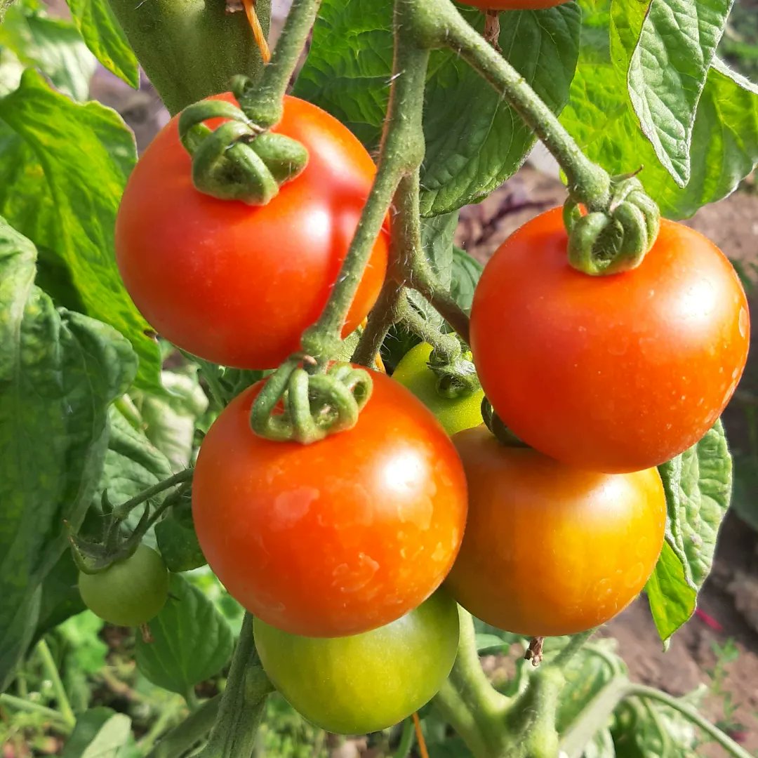 SonairteOFN's tweet photo. Drop into us today for some freshly harvested organic fruit and veg.
Why bother with food that has travelled miles to get here and is flavourless!
Shop local and taste the difference local food can being to your meals.
#shoplocal #zeroairmiles #freshlyharvested #organic https://t.co/H3gT8qilty