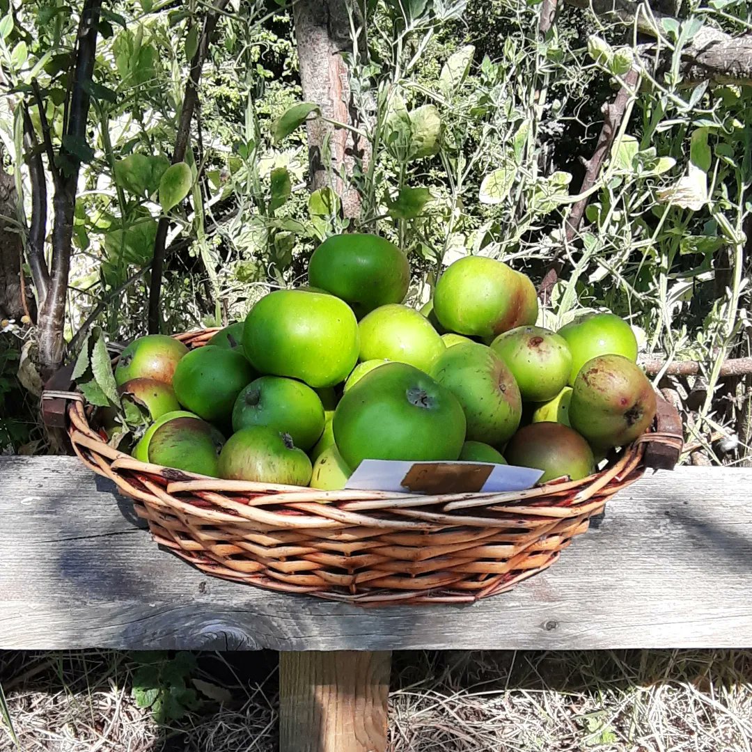 SonairteOFN's tweet photo. Drop into us today for some freshly harvested organic fruit and veg.
Why bother with food that has travelled miles to get here and is flavourless!
Shop local and taste the difference local food can being to your meals.
#shoplocal #zeroairmiles #freshlyharvested #organic https://t.co/H3gT8qilty