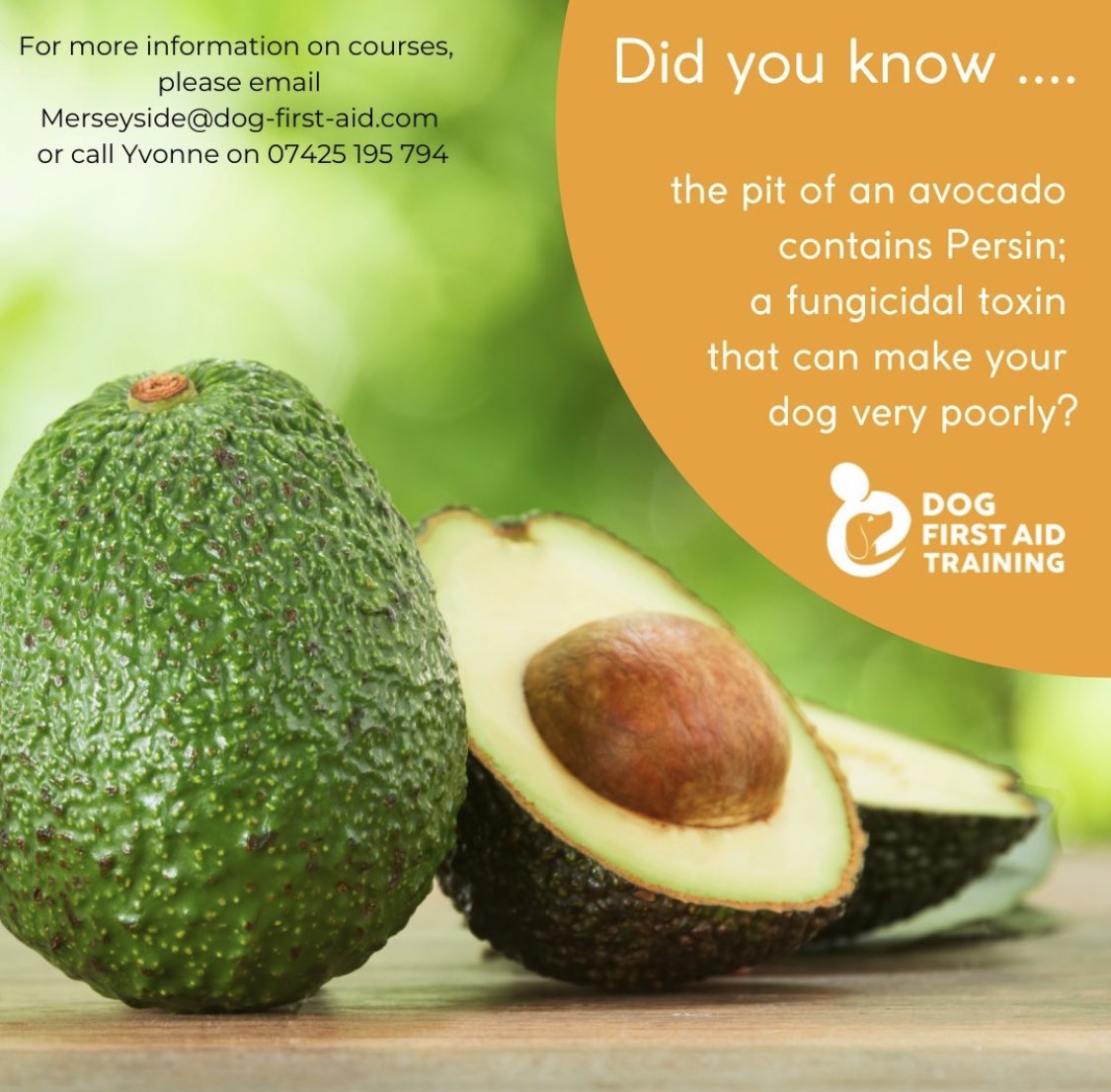 dogfirstaidkent's tweet photo. If you buy whole avocados be sure to dispose of the pit safely so you’re dog can’t steal it.

#DogFirstAid #Kent https://t.co/pgTGIyW1YB