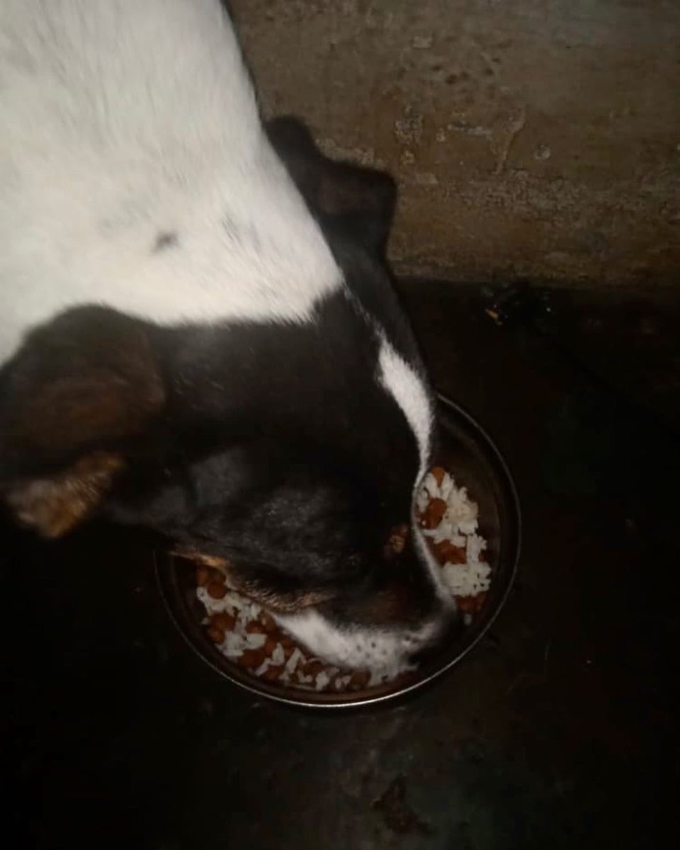 ayudemosapluto's tweet photo. Happy Friday from our beautiful #GoliathAP β₯οΈπΆ We are still looking for help to raise the total amount and be able to buy nuggets π€π»
What we have left is enough until tomorrow π Please, there is still $243 left to achieve it. https://t.co/bP4nBWYL0M