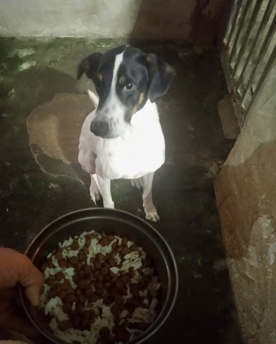 ayudemosapluto's tweet photo. Happy Friday from our beautiful #GoliathAP β₯οΈπΆ We are still looking for help to raise the total amount and be able to buy nuggets π€π»
What we have left is enough until tomorrow π Please, there is still $243 left to achieve it. https://t.co/bP4nBWYL0M