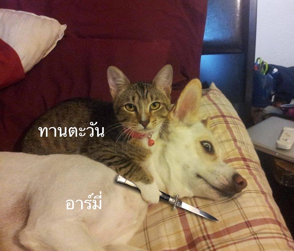 บ้านทานตะวัน 💜⁷ tweet media