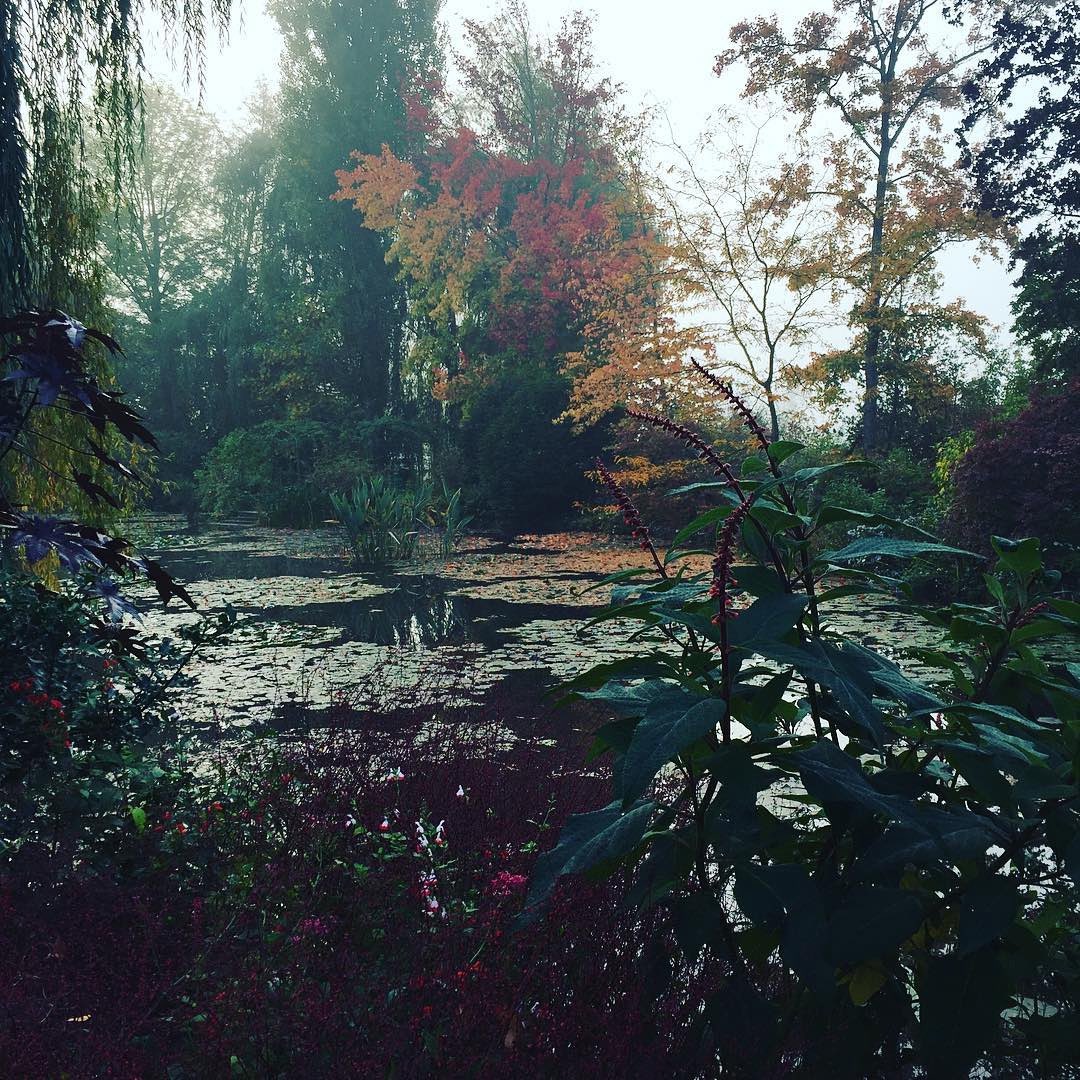 AcademiaAesthe1's tweet image. Claude Monet’s garden in Giverny, France