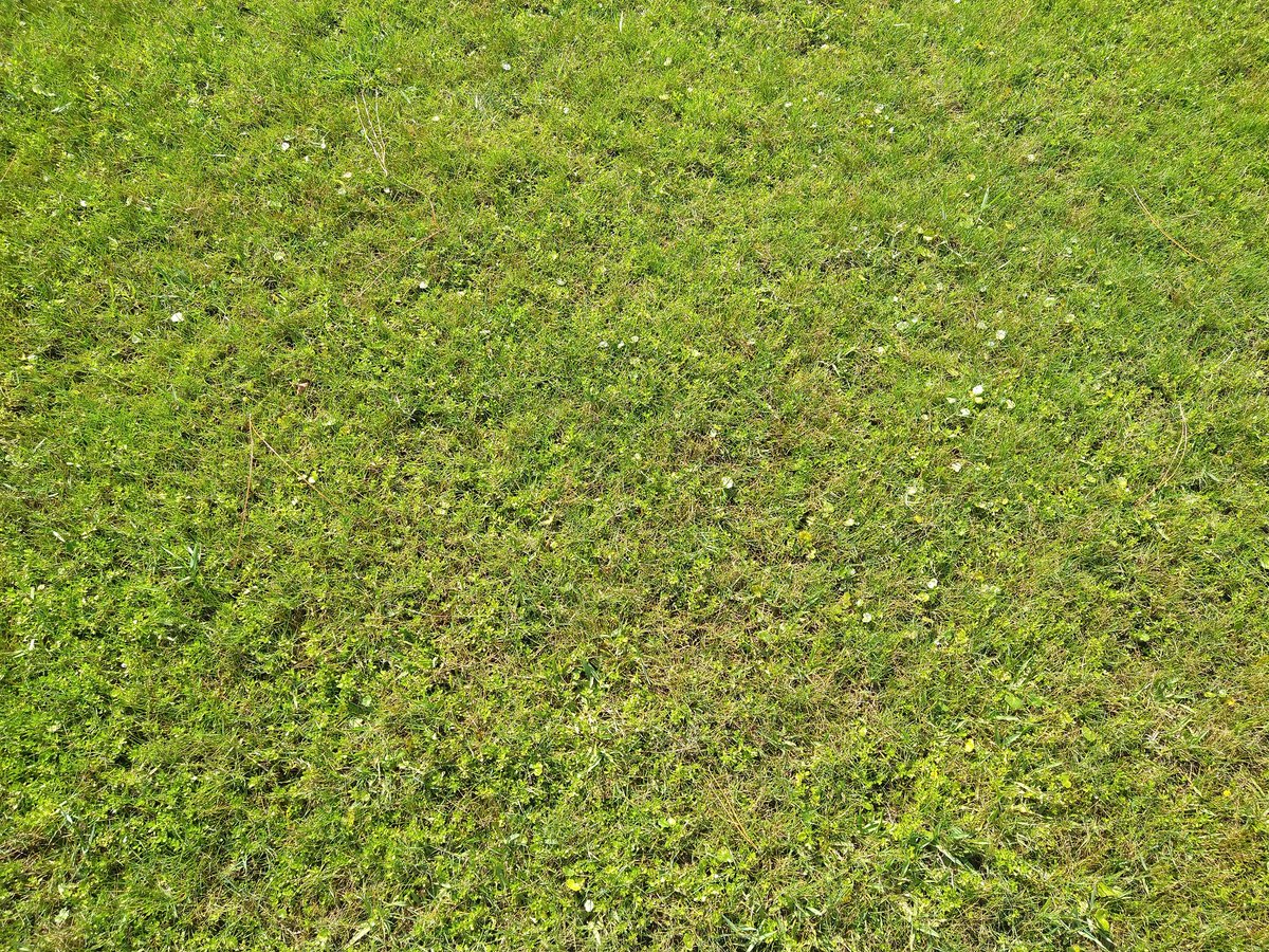 Lifesab5138's tweet image. &quot;Touch grass&quot;
#photo #computerlife #Insiders