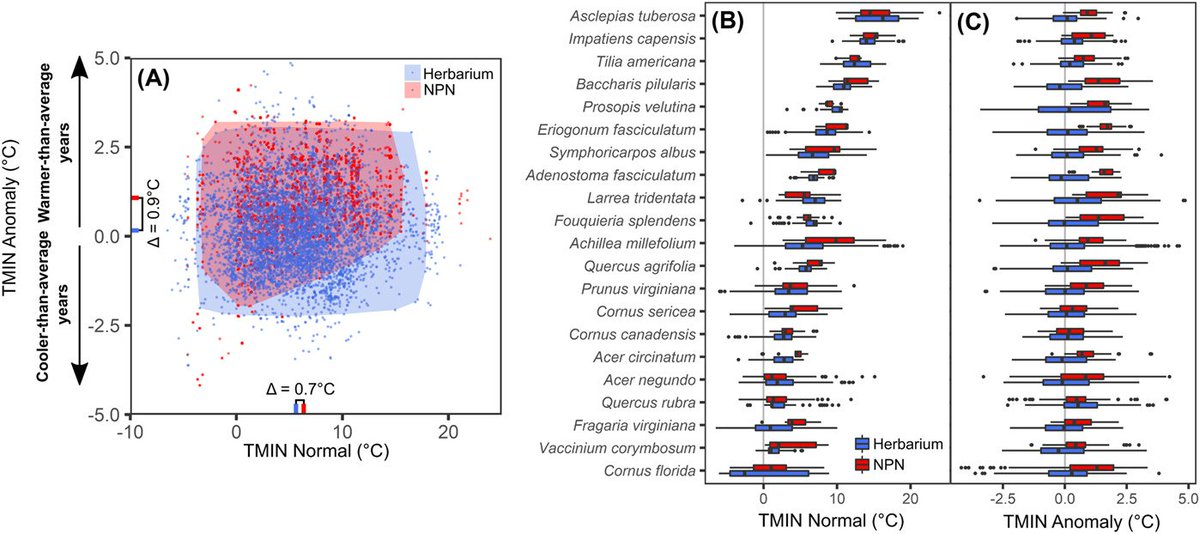 Herbarium specimens provide reliable estimates of phenological responses to climate at unparalleled taxonomic &amp; spatiotemporal scales
onlinelibrary.wiley.com/doi/full/10.11…
#citizenscience #phenology #plants #herbaria #taxonomy