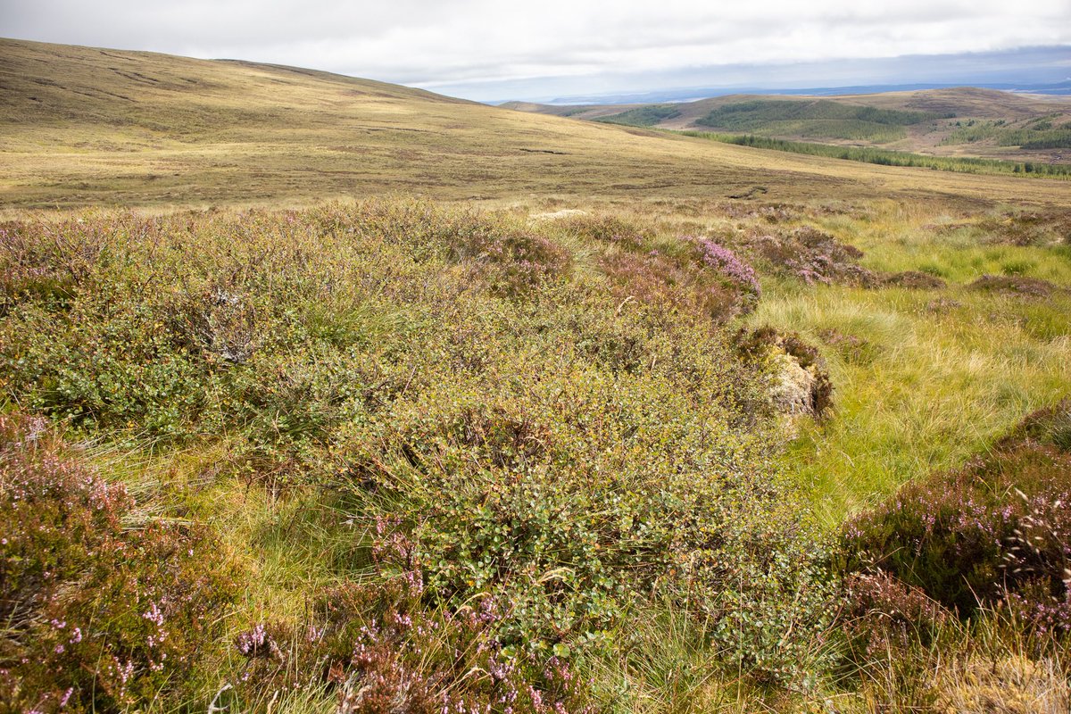 I think this is the largest dwarf birch I have ever seen! It was really common on the southern slopes of Ben Wyvis NNR particularly where it was sheltered from the west wind. #dwarfbirch