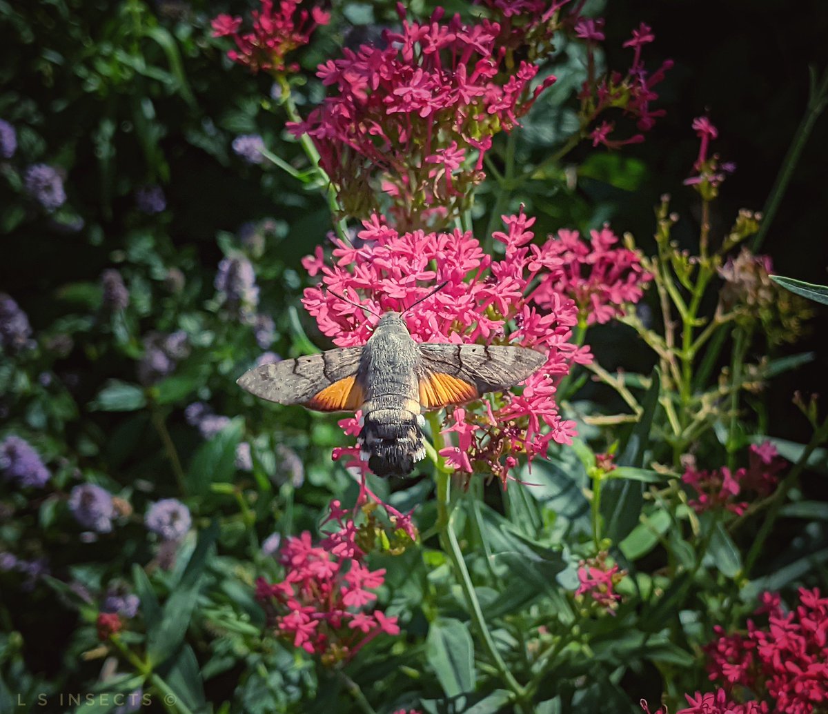 Lindsey💙 🇺🇦 tweet media