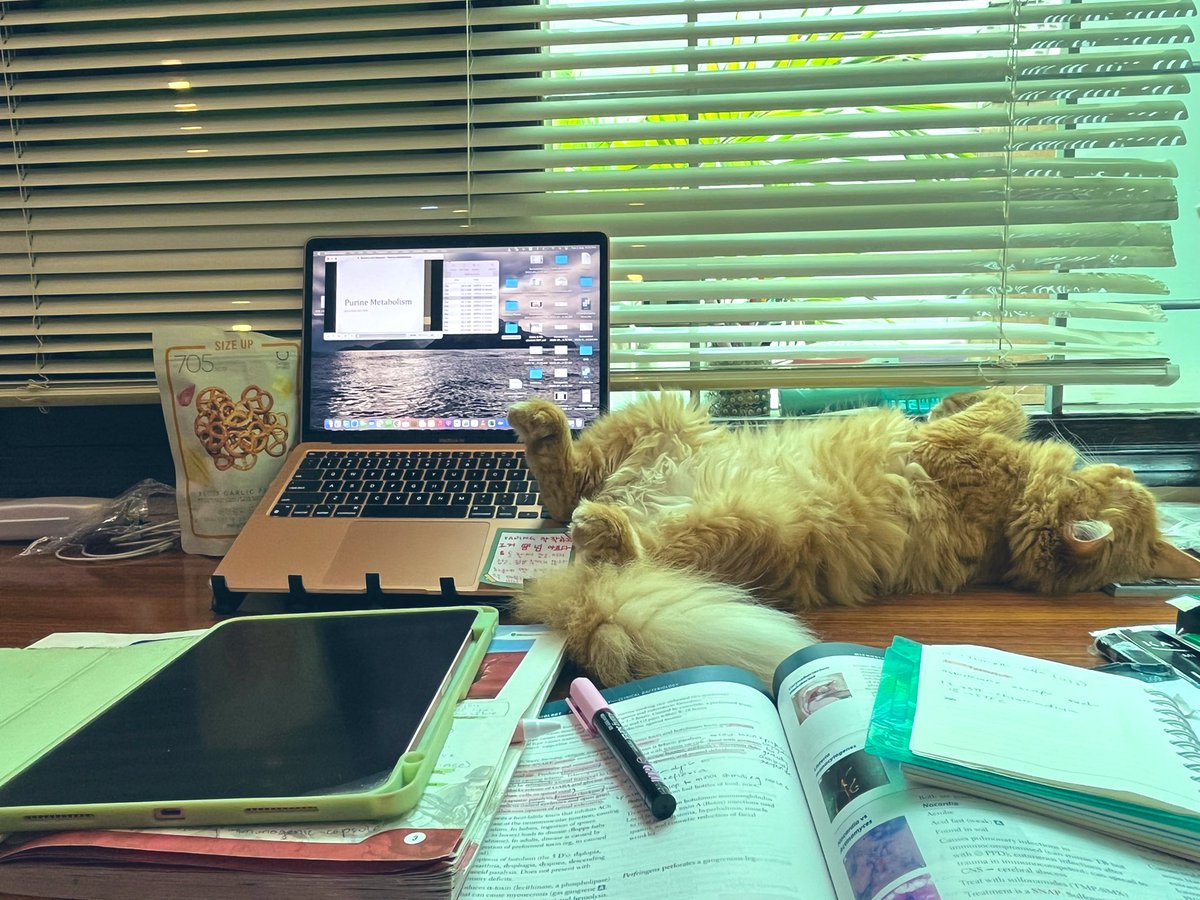 Another day of an uninvited guest taking up my workspace. But it’s all cool, atleast you know someone’s rooting for you! #studygram #studyseason