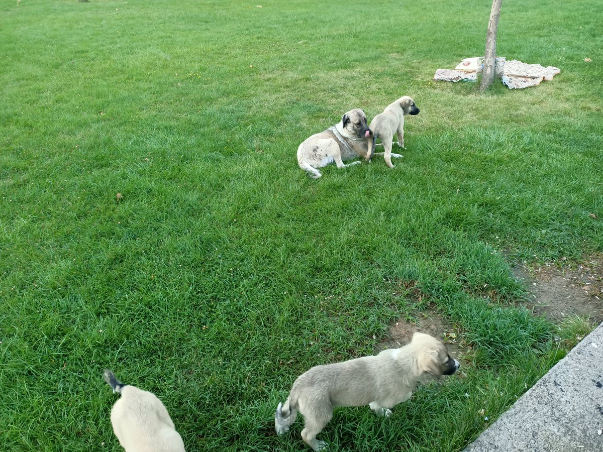 Kemal Özen tweet media