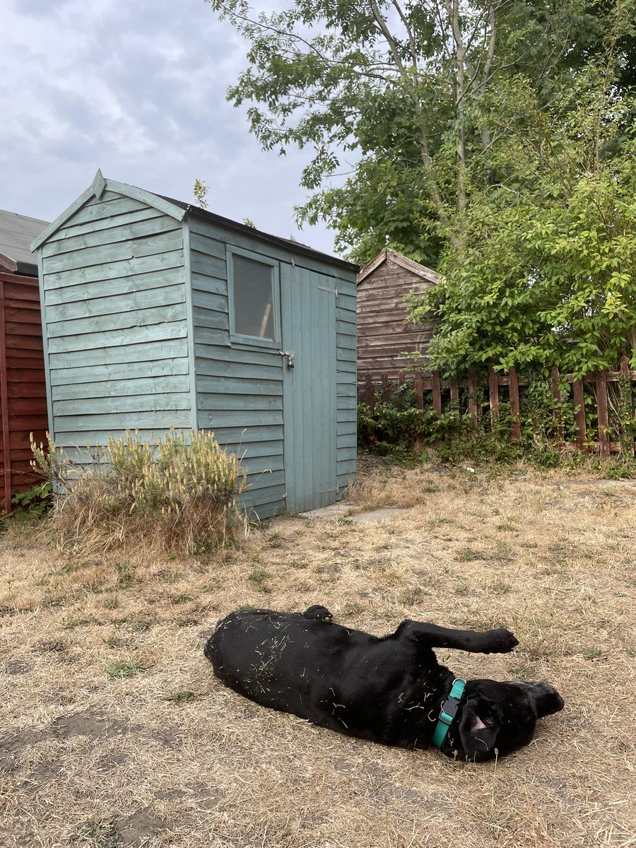 Granted, it may not be a regular woogling medium, but there’s actually something quite pleasant about a drought-burned-grass woogle 😊

#StillWooglingAt14 #StillGotIt