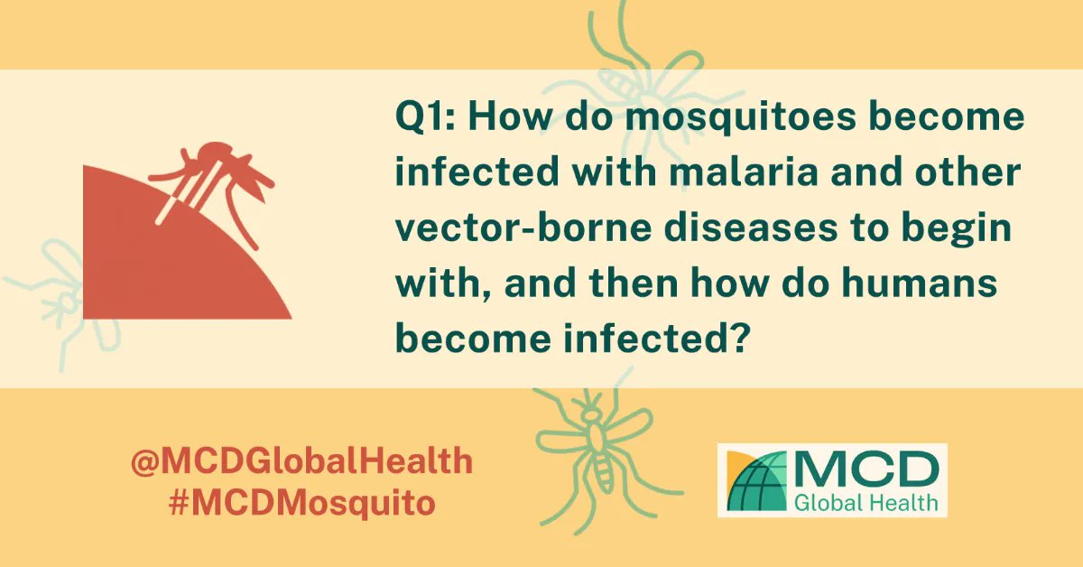 Q1: How do mosquitoes become infected with malaria and other vector-borne diseases to begin with, and then how do humans become infected? #WorldMosquitoDay #MCDMosquito #WMD #EndMalaria #Malaria #mosquitoes #GlobalHealth