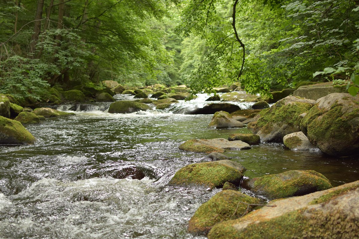 #DYK: more than half of Virginia's drinking water originates on forest land? Healthy forests provide clean drinking water by:
💧 Filtering pollutants out of water
💧 Reducing erosion
💧 Absorbing excess nutrients and sediments

#WaterQualityMonth #ForestsToFaucets #DrinkingWater