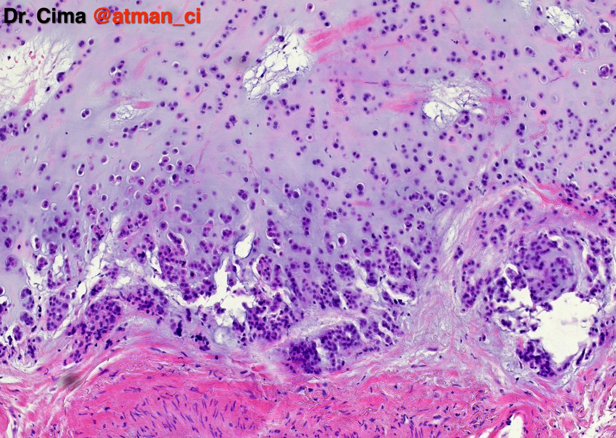 Dr. Luca tweet media